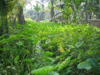 yogaferie_kovalam2.jpg